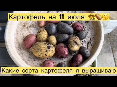 Видео: КАКИЕ СОРТА КАРТОФЕЛЯ Я ВЫРАЩИВАЮ 👩‍🌾🥔ЧТО ВЫРОСЛО НА 11 июля 👩‍🌾🤔🥔