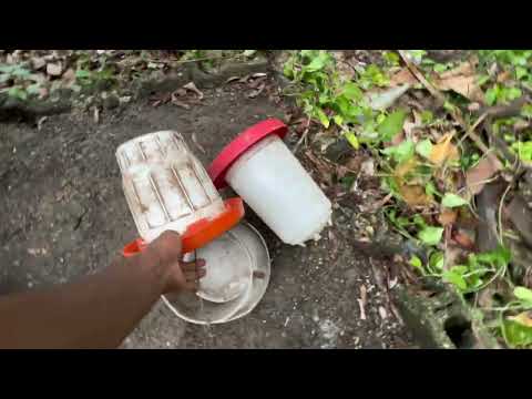 Видео: уборка курятника и приготовление жареных плодов хлебного дерева на куриной спинке, по-французски ...