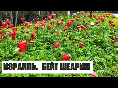 Видео: ИЗРАИЛЬ. БЕЙТ ШЕАРИМ. Секреты саркофагов. Цветы в лесу, такое вы точно не видели