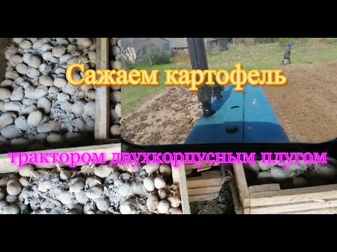 Видео: Посадка картофеля при помощи трактора ЮМЗ-6 и двухкорпусного плуга.\ Жизнь в деревне.