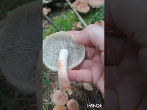 Видео: 🍄Подробно о ложноопёнке кирпично-красном🍄изучам👆