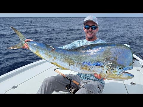 Видео: Большой дельфин-бык на маленькой удочке! (Поймай/Почисти/Приготовь)