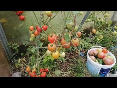 Видео: Вернулись из отпуска, как изменились наши цветы, собираю урожай 🍅😉