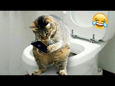 Видео: Смешни клипове (Част 4) 😂 Компилация със забавни животни 😺 Смешни котки и кучета