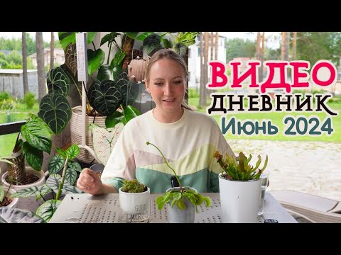 Видео: ВИДЕОДНЕВНИК цветовода | Июнь 2024 | Новые КРОТОНЫ 💚 Пересадки