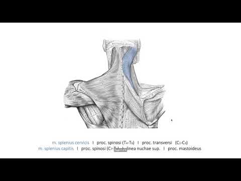 Видео: Автохтонни мускули на гърба (4:36) ┃teoriyata.com