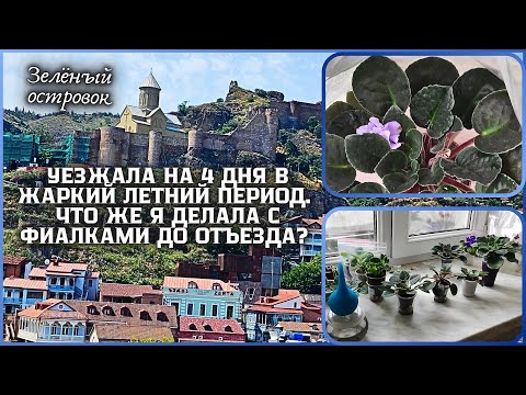 Видео: Оставила фиалки в жаркий летний период, уехав в отпуск.Что я делала до отъезда? Результаты после.