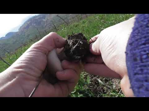 Видео: Много грибов на горе.
