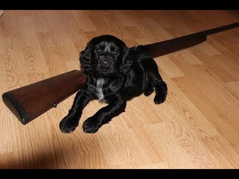 Видео: Обзор "Beretta A 300 Outlander" (Беретта)