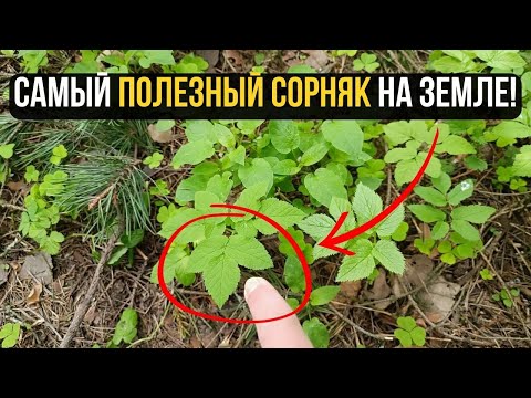 Видео: Самая полезная ЕДА ПОД НОГАМИ! Пища Серафима Саровского, которая растворяет даже тромбы!