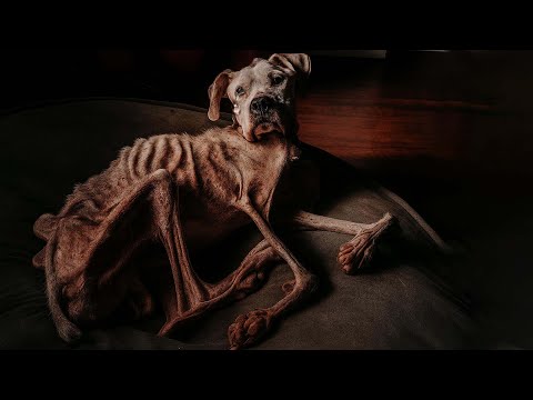 Видео: Покинутый и голодный, он скитался в одиночестве, страдая, пока добрые сердца не нашли его и не