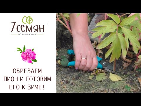 Видео: КАК ПРАВИЛЬНО ОБРЕЗАТЬ ПИОН ОСЕНЬЮ!