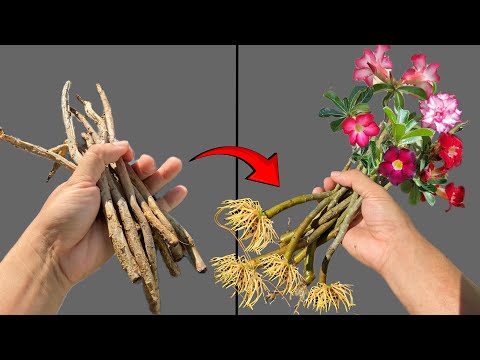 Видео: Размножить Adenium obesum сухими ветками просто.