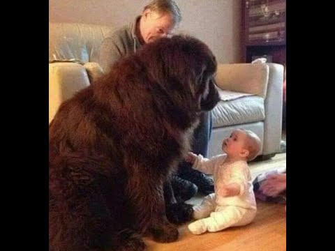 Видео: 😺 А это точно собака?! 🐕 Смешное видео с собаками, кошками и котятами! 😸