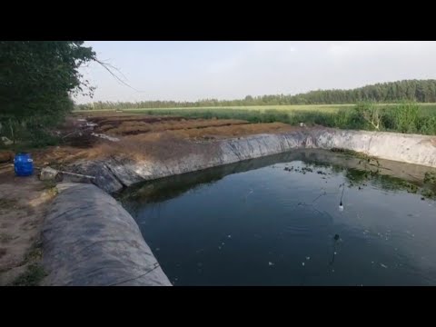 Видео: Илон балиқ қандай озуқаланади