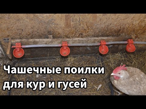 Видео: Чашечные поилки для кур и гусей