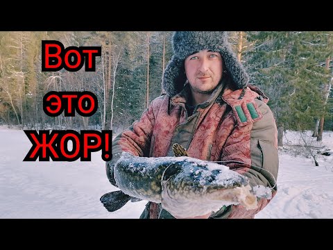 Видео: Это Жесть! Сколько там налима? На стук поклёвка за поклевкой!