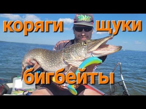 Видео: Это щуки, детка!