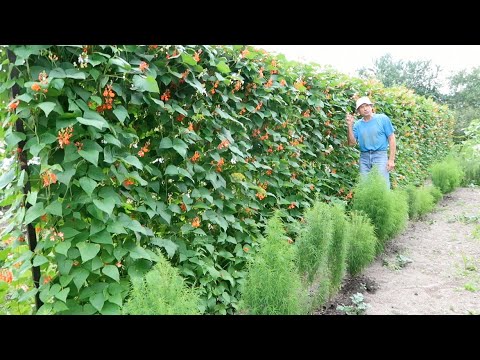 Видео: Как вырастить много крупной фасоли СТЕНОЙ ч.3