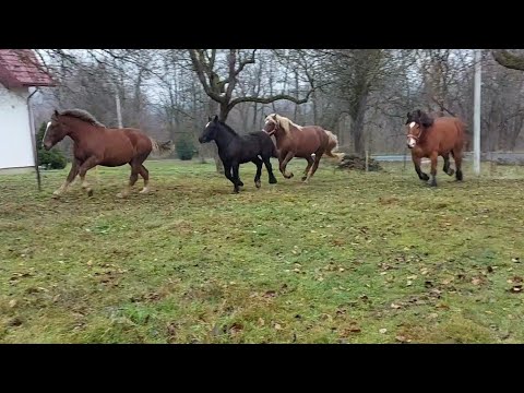 Видео: 📺🌹Гарні та моцні🔥 кобили з лошатами⚡️☄️ у Ігора в Березові 🙋‍♂️