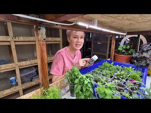 Видео: Черенки укореняются и радуют пышными корнями