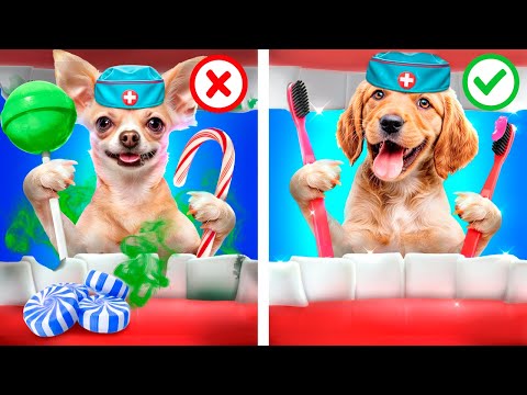 Видео: Лайфхаки для владельцев животных! Хороший vs плохой доктор!