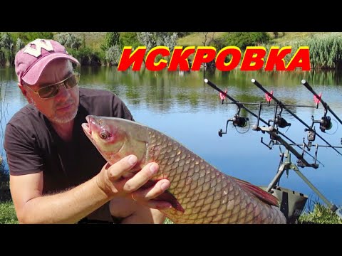 Видео: Накануне На этом Водоёме Поймали ТОЛСТОЛОБА на 26кг!!! 👀 А Вдруг и Мне Повезёт????.. 🐬 Fishing Video