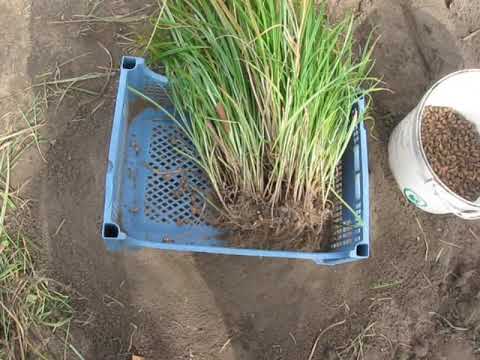 Видео: Урожай чуфы 2019