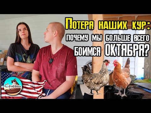 Видео: Потеря наших кур: почему мы больше всего боимся октября?