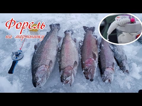 Видео: Форель на мормышку. Зимняя рыбалка
