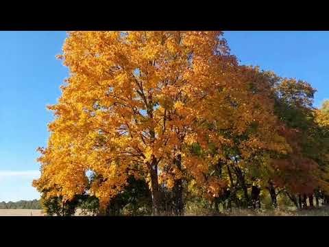 Видео: Щоб сказали наші предки?.....