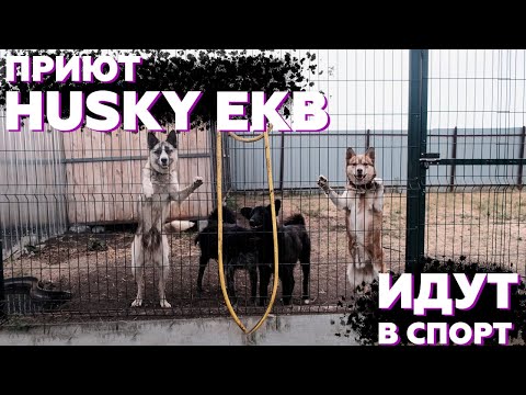 Видео: Выбираем собаку в приюте Хаски Екб для гонки | Развлекаем собак спортом