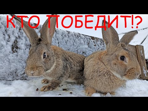 Видео: Сравнение пород кроликов!!! [Простяки против Серого Великана]