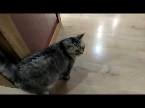 Видео: кошка шелти подружилась с сиреноголовым 