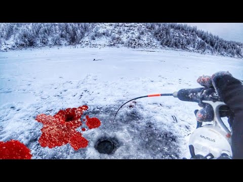 Видео: ЭТА ЛУНКА ВСЯ В КРОВИ!! ЩУЧЬЕ ЛОГОВО! Первый лед 2024-25. Зимняя рыбалка.