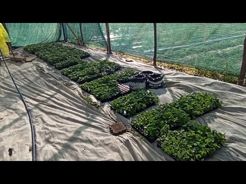 Видео: 3 тижні розсаді 🍓. В описі під відео як замовити саджанці 👇👇👇