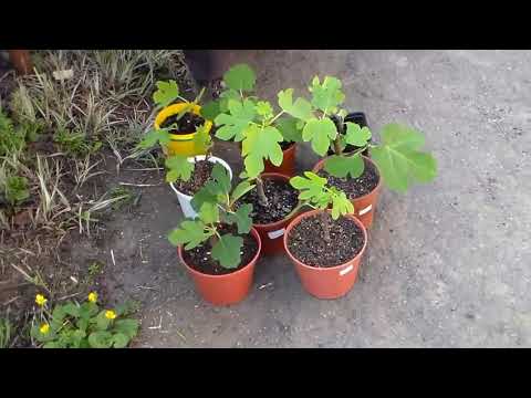 Видео: Закаливание саженцев и рассады