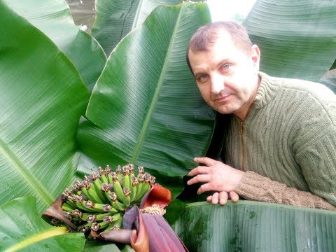 Видео: Плодоношение банана. Зимовка инжира.