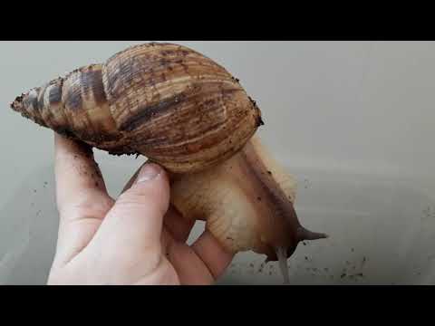 Видео: Улитка ахатина ретикулята стандарт. 5 часть как брать улиток в руки.