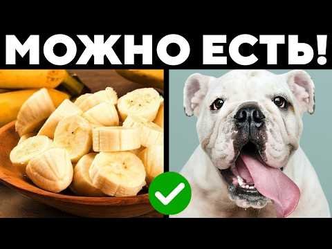 Видео: Человеческая Еда Со Стола, Которую МОЖНО ДАВАТЬ СОБАКАМ!