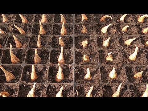 Видео: Выращивание серого шалота в модулях