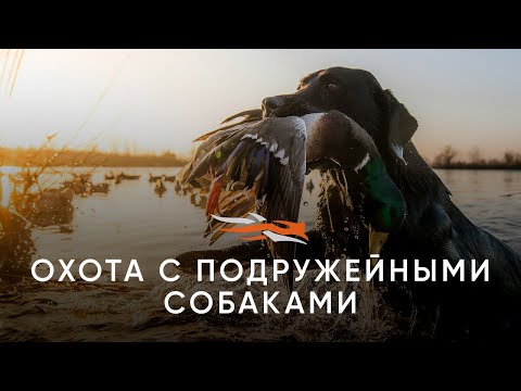 Видео: Охота с подружейными собаками!