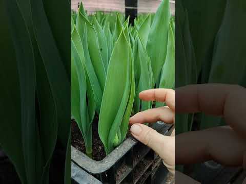 Видео: Обзор тюльпанов пионовидных сортов. Выгонка на торфе в теплице  11.02