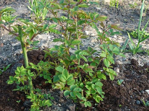 Видео: Вторая подкормка роз ,расход удобрений в описании под видео.