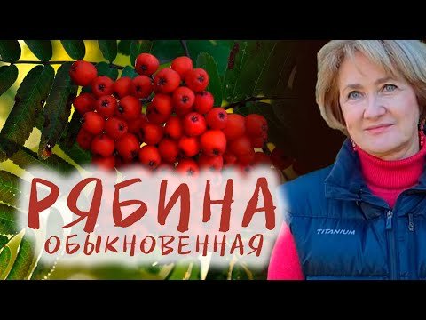 Видео: Рябина – растение-универсал