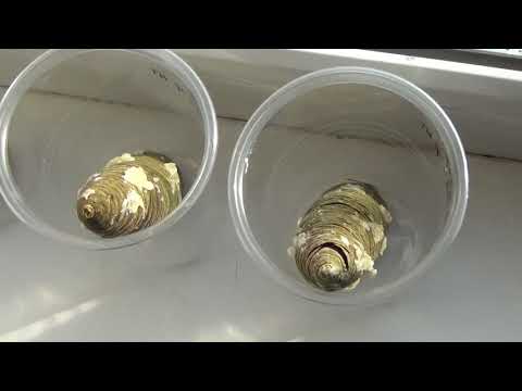 Видео: Пихта Сколько семян можно собрать с пихты