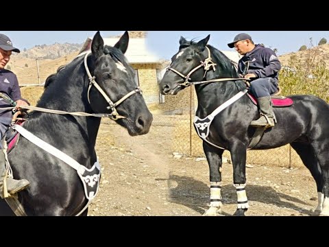 Видео: Пай Пай Паай Лексус Папанда