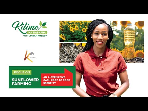 Видео: В центре внимания – выращивание подсолнечника | Сельское хозяйство и бизнес
