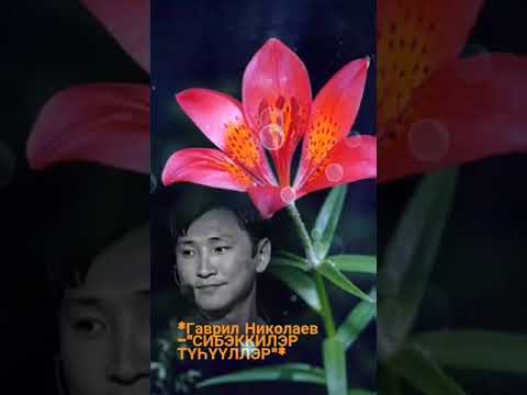 Видео: Сибэккилэр түһүүллэр.Гаврил Николаев.