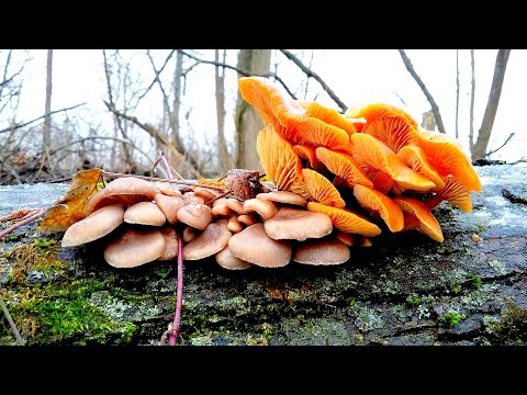 Видео: ГРИБЫ ЗИМОЙ (В ДЕКАБРЕ) - ЭТО РЕАЛЬНО! Зимние опята и вешенка уходят в зиму!